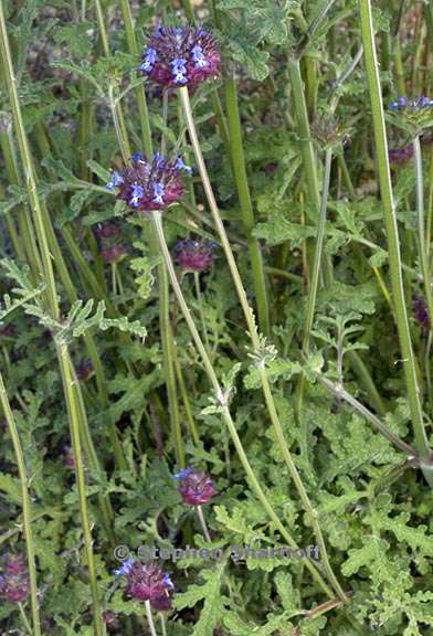 salvia columbariae 2 graphic